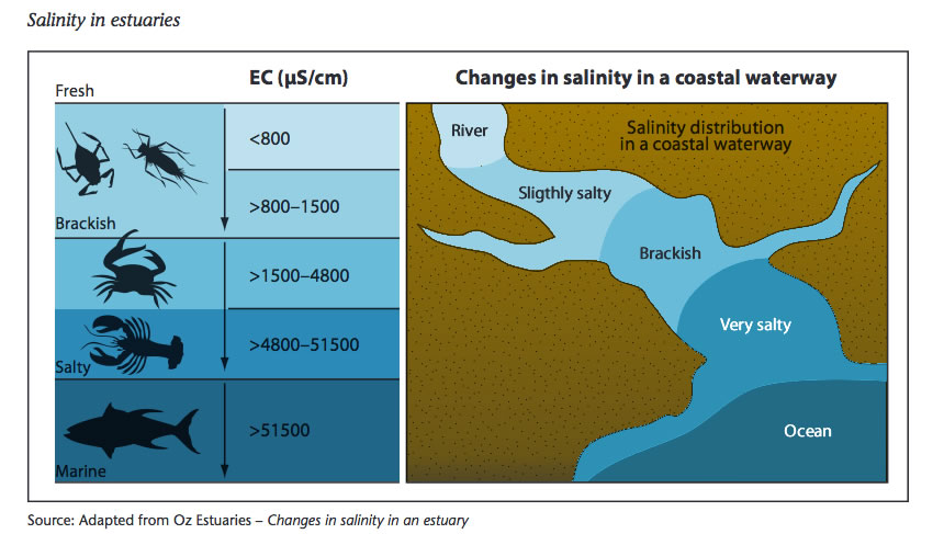 Salinity in Estuaries